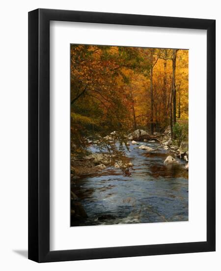 Golden foliage reflected in mountain creek, Smoky Mountain National Park, Tennessee, USA-Anna Miller-Framed Photographic Print