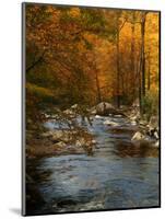 Golden foliage reflected in mountain creek, Smoky Mountain National Park, Tennessee, USA-Anna Miller-Mounted Photographic Print