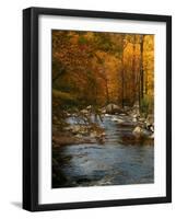 Golden foliage reflected in mountain creek, Smoky Mountain National Park, Tennessee, USA-Anna Miller-Framed Photographic Print