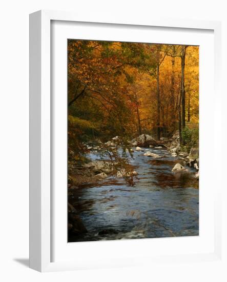 Golden foliage reflected in mountain creek, Smoky Mountain National Park, Tennessee, USA-Anna Miller-Framed Photographic Print