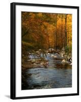 Golden foliage reflected in mountain creek, Smoky Mountain National Park, Tennessee, USA-Anna Miller-Framed Photographic Print