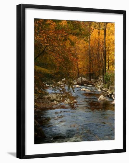 Golden foliage reflected in mountain creek, Smoky Mountain National Park, Tennessee, USA-Anna Miller-Framed Photographic Print