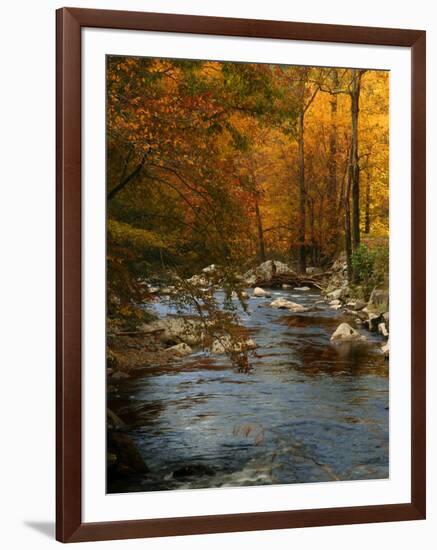 Golden foliage reflected in mountain creek, Smoky Mountain National Park, Tennessee, USA-Anna Miller-Framed Photographic Print