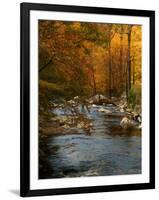 Golden foliage reflected in mountain creek, Smoky Mountain National Park, Tennessee, USA-Anna Miller-Framed Photographic Print