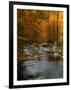 Golden foliage reflected in mountain creek, Smoky Mountain National Park, Tennessee, USA-Anna Miller-Framed Photographic Print