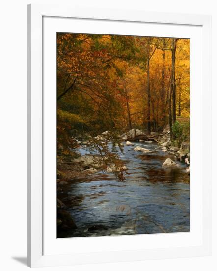 Golden foliage reflected in mountain creek, Smoky Mountain National Park, Tennessee, USA-Anna Miller-Framed Photographic Print