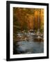 Golden foliage reflected in mountain creek, Smoky Mountain National Park, Tennessee, USA-Anna Miller-Framed Photographic Print