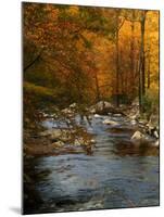 Golden foliage reflected in mountain creek, Smoky Mountain National Park, Tennessee, USA-Anna Miller-Mounted Photographic Print