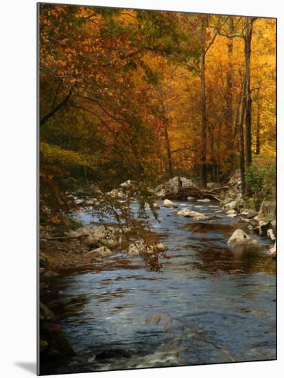 Golden foliage reflected in mountain creek, Smoky Mountain National Park, Tennessee, USA-Anna Miller-Mounted Photographic Print