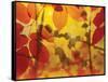 Golden Foliage-James McMasters-Framed Stretched Canvas