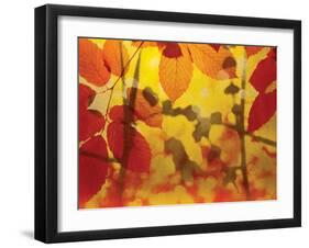 Golden Foliage-James McMasters-Framed Art Print