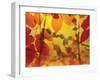 Golden Foliage-James McMasters-Framed Art Print