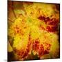 Golden Foliage-Jessica Rogers-Mounted Giclee Print
