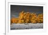 Golden Forest-Linda Wood-Framed Giclee Print