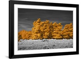 Golden Forest-Linda Wood-Framed Giclee Print