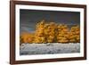 Golden Forest-Linda Wood-Framed Giclee Print