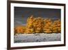 Golden Forest-Linda Wood-Framed Giclee Print