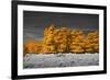 Golden Forest-Linda Wood-Framed Giclee Print