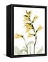 Golden Foxglove-Albert Koetsier-Framed Stretched Canvas