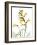 Golden Foxglove-Albert Koetsier-Framed Art Print