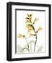 Golden Foxglove-Albert Koetsier-Framed Art Print