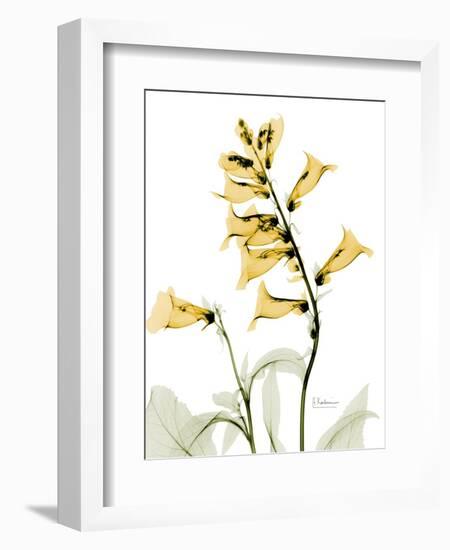 Golden Foxglove-Albert Koetsier-Framed Art Print
