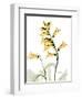 Golden Foxglove-Albert Koetsier-Framed Art Print