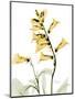 Golden Foxglove-Albert Koetsier-Mounted Art Print