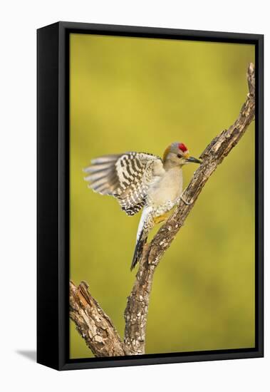 Golden-Fronted Woodpecker Bird, Male Perched in Native Habitat, South Texas, USA-Larry Ditto-Framed Stretched Canvas