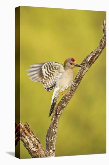 Golden-Fronted Woodpecker Bird, Male Perched in Native Habitat, South Texas, USA-Larry Ditto-Stretched Canvas