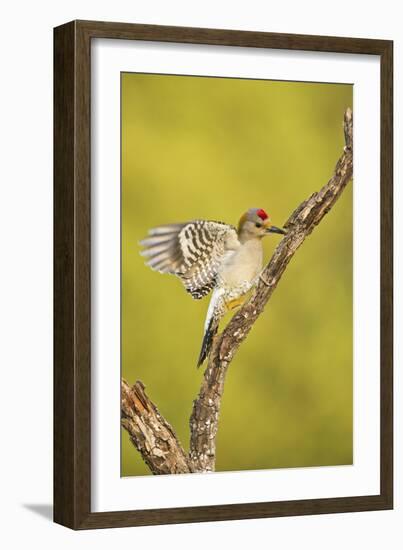 Golden-Fronted Woodpecker Bird, Male Perched in Native Habitat, South Texas, USA-Larry Ditto-Framed Photographic Print