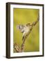 Golden-Fronted Woodpecker Bird, Male Perched in Native Habitat, South Texas, USA-Larry Ditto-Framed Photographic Print