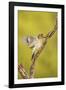 Golden-Fronted Woodpecker Bird, Male Perched in Native Habitat, South Texas, USA-Larry Ditto-Framed Photographic Print