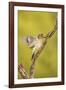 Golden-Fronted Woodpecker Bird, Male Perched in Native Habitat, South Texas, USA-Larry Ditto-Framed Photographic Print