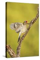 Golden-Fronted Woodpecker Bird, Male Perched in Native Habitat, South Texas, USA-Larry Ditto-Stretched Canvas