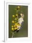 Golden-Fronted Woodpecker Bird, Male Perched in Native Habitat, South Texas, USA-Larry Ditto-Framed Photographic Print