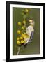 Golden-Fronted Woodpecker Bird, Male Perched in Native Habitat, South Texas, USA-Larry Ditto-Framed Photographic Print