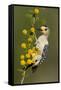 Golden-Fronted Woodpecker Bird, Male Perched in Native Habitat, South Texas, USA-Larry Ditto-Framed Stretched Canvas