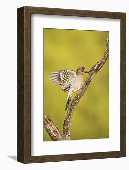 Golden-Fronted Woodpecker Bird, Male Perched in Native Habitat, South Texas, USA-Larry Ditto-Framed Photographic Print