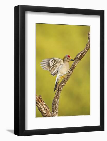 Golden-Fronted Woodpecker Bird, Male Perched in Native Habitat, South Texas, USA-Larry Ditto-Framed Photographic Print