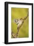 Golden-Fronted Woodpecker Bird, Male Perched in Native Habitat, South Texas, USA-Larry Ditto-Framed Photographic Print