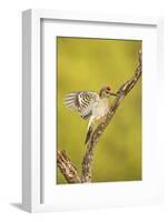Golden-Fronted Woodpecker Bird, Male Perched in Native Habitat, South Texas, USA-Larry Ditto-Framed Photographic Print