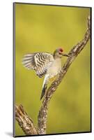 Golden-Fronted Woodpecker Bird, Male Perched in Native Habitat, South Texas, USA-Larry Ditto-Mounted Photographic Print