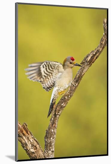 Golden-Fronted Woodpecker Bird, Male Perched in Native Habitat, South Texas, USA-Larry Ditto-Mounted Photographic Print
