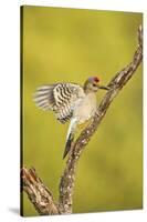 Golden-Fronted Woodpecker Bird, Male Perched in Native Habitat, South Texas, USA-Larry Ditto-Stretched Canvas