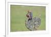 Golden-fronted Woodpecker feeding on prickly pear cactus fruit.-Larry Ditto-Framed Photographic Print