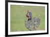 Golden-fronted Woodpecker feeding on prickly pear cactus fruit.-Larry Ditto-Framed Photographic Print