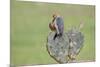 Golden-fronted Woodpecker feeding on prickly pear cactus fruit.-Larry Ditto-Mounted Photographic Print