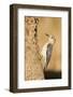 Golden-Fronted Woodpecker Male Starr, Texas, Usa-Richard ans Susan Day-Framed Photographic Print