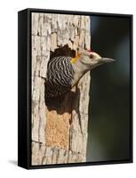 Golden-Fronted Woodpecker, Mcallen, Texas, USA-Larry Ditto-Framed Stretched Canvas